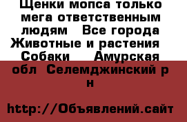 Щенки мопса только мега-ответственным людям - Все города Животные и растения » Собаки   . Амурская обл.,Селемджинский р-н